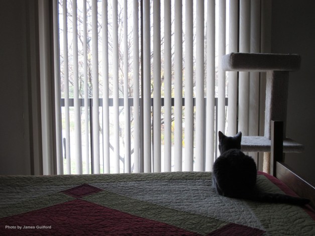 Photo: Cat on bed looking out windows. Photo by James Guilford.