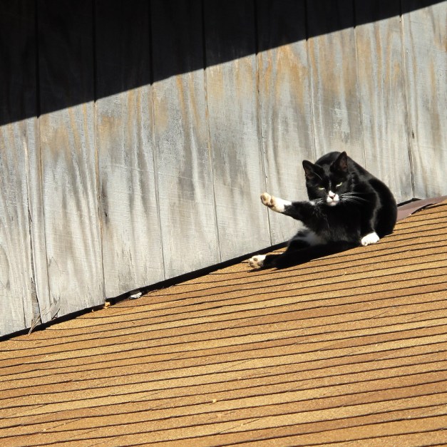 Photo: Cat on the shingled roof of a winery. Photo by James Guilford.