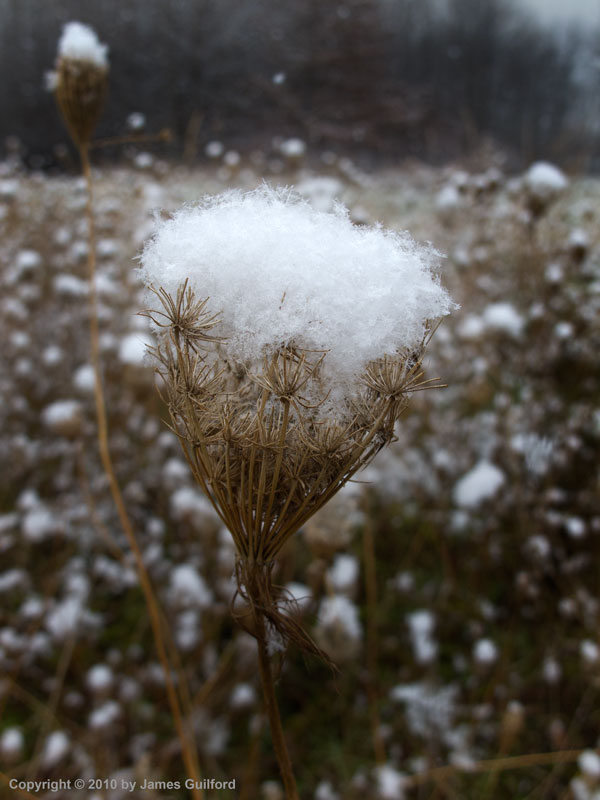 Photo: Light snow perched on dried Queen Anne's Lace. Photo by James Guilford.