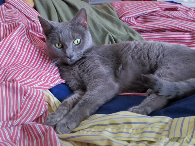 Photo: Cat on a stack of men's shirts. Photo by James Guilford.