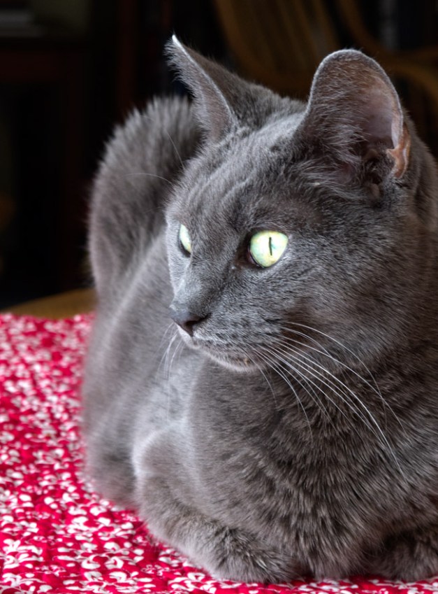 Photo: Tasha the cat. Photo by James Guilford.