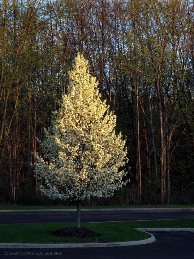 Photo: Late sun illuminates a spring-blooming tree. Photo by James Guilford.