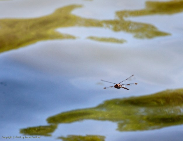Channel Crossing #3570 Photo: Dragonfly in flight. Photo by James Guilford.