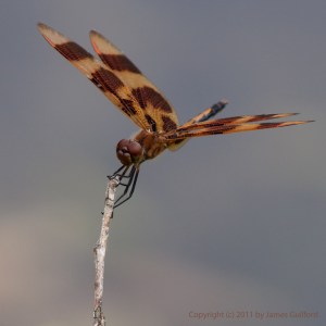 Photo: Halloween Pennant dragonfly. Photo by James Guilford.