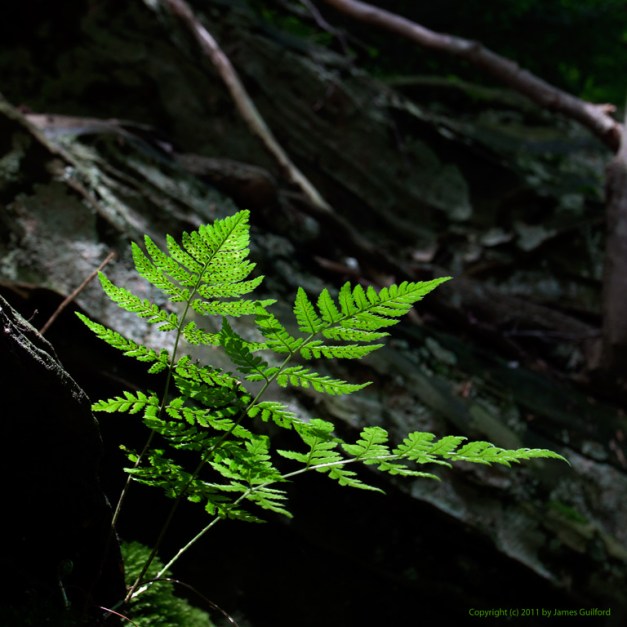 Photo: A fern grows from shallow soil in a rocky river bank. Photo by James Guilford.