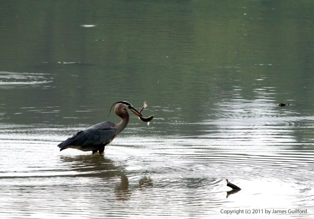 Photo: Great Blue Heron catches a fish. Photo by James Guilford.