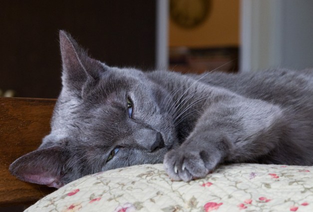 Photo: Cat sleeping on bed. Photo by James Guilford.