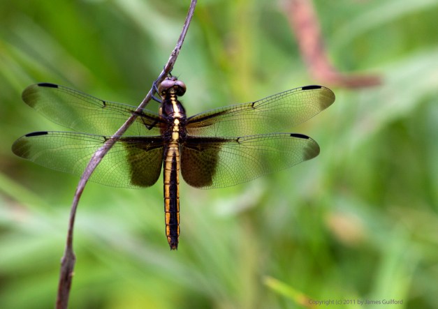 Photo: Dragonfly Widow Skimmer (female?) by James Guilford.