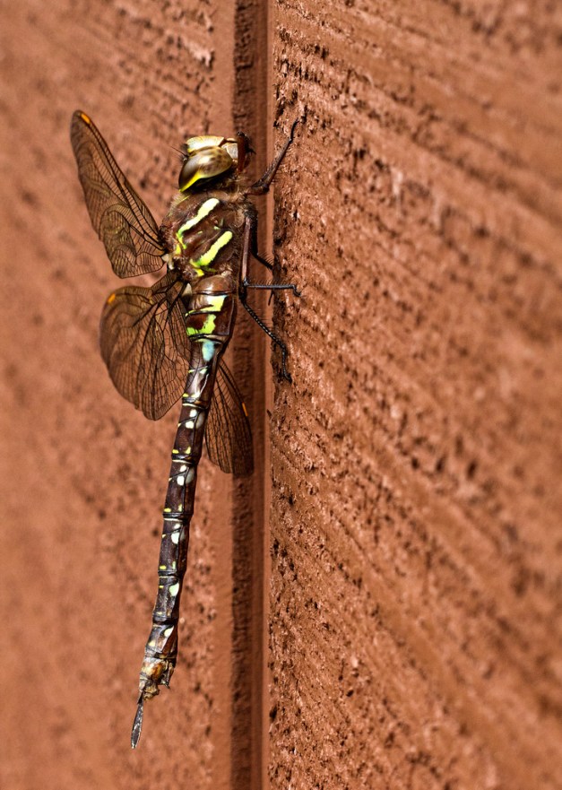 Photo: Dragonfly resting on wall. Photo by James Guilford.