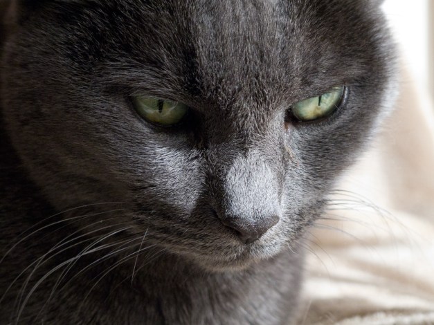 Photo: Tasha resting on a sunlit chair. Photo by James Guilford.