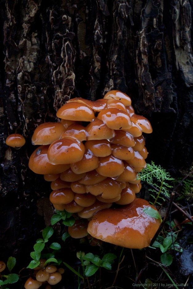 Wet Fungi #4245 Photo: Colorful fungi dripping with dew. Photo by James Guilford.