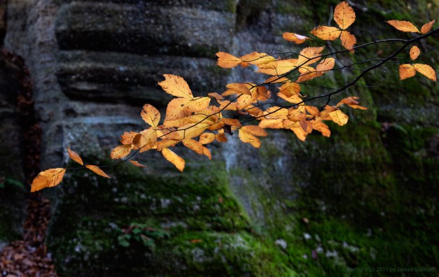 Photo: Colored autumn leaves contrasted against dark, moss-covered rock. Photo by James Guilford.