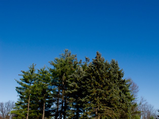 Sky & Trees #1939 Photo: Gorgeous blue sky over dark green trees. Photo by James Guilford.