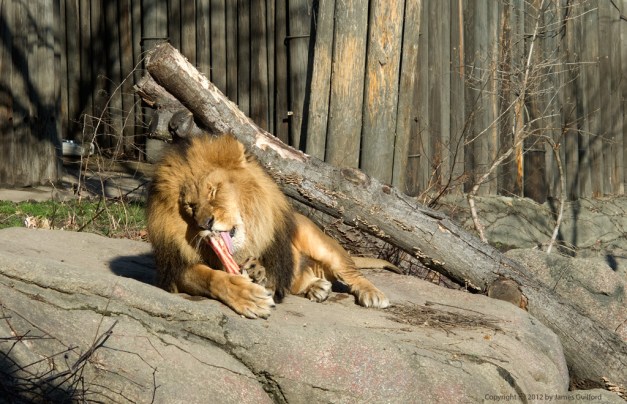 Photo: Lion gnaws on a bone at Cleveland Metroparks Zoo. Photo by James Guilford.