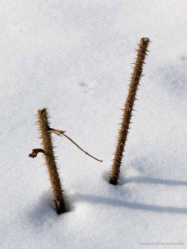 Photo: Spiny pruned rose wood protrudes from beneath snow in Peninsula, Ohio. Photo by James Guilford.