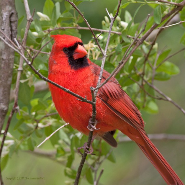 Photo: Male Cardinal in a shrubbery. Photo by James Guilford.