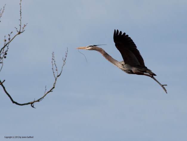 Photo: Great Blue Heron nears tree. Photo by James Guilford.