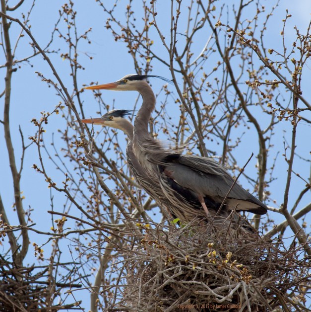 Photo: A pair of Great Blue Herons occupy a treetop nest. Photo by James Guilford.