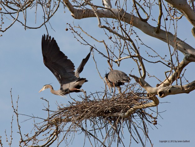 Photo: Great Blue Heron takes off from its nest. Photo by James Guilford