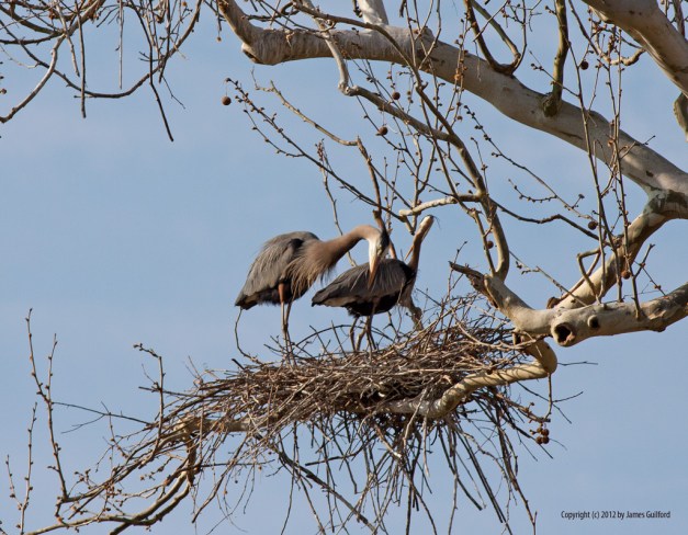 Photo: Herons on their nest. Photo by James Guilford