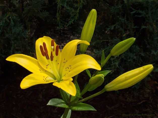 Photo: Yellow Asiatic Lily. Photo by James Guilford.