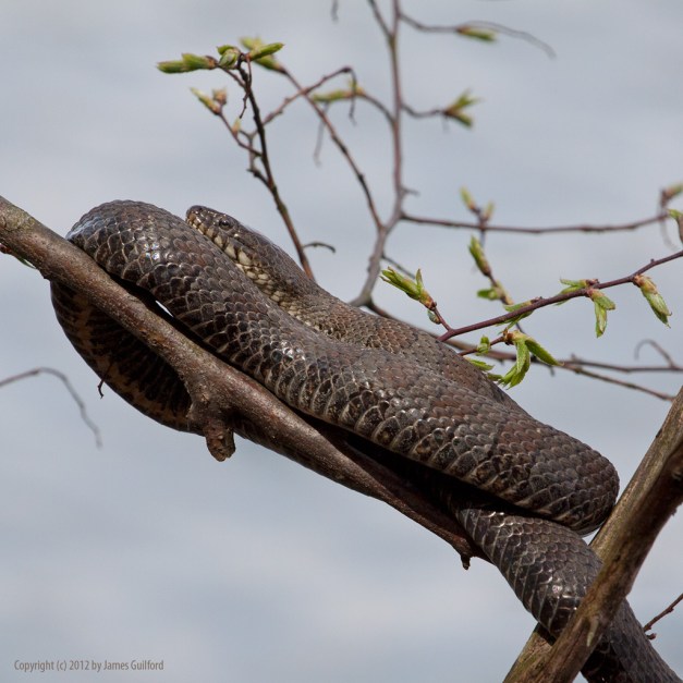 Water Snake #7460 Photo: Water snake coiled in a tree. Photo by James Guilford.