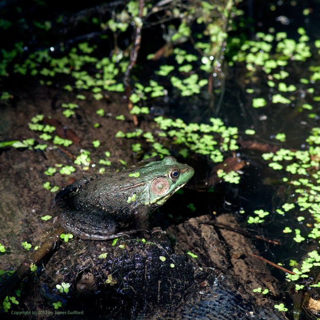 Photo: Green Frog on a Log. Photo by James Guilford.
