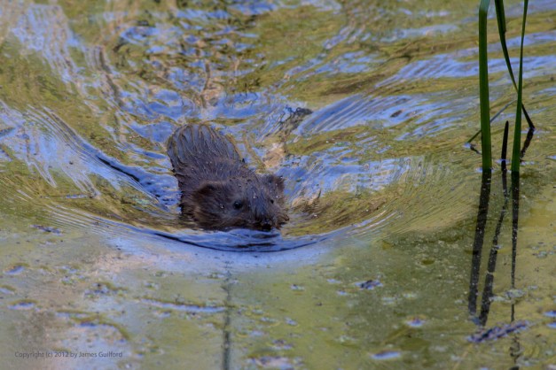 Photo: Muskrat swimming. Photo by James Guilford