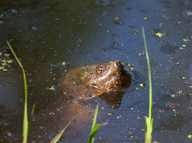 Photo: Eyes and nose of a snapping turtle. Photo by James Guilford.