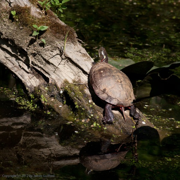 Photo: Pond turtle on a log.