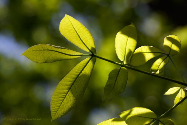 Photo: Sunlit leaves from underneath. 