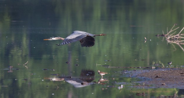 Low Flight #8148 Photo: Great Blue Heron flying low over shallow water. Photo by James Guilford.