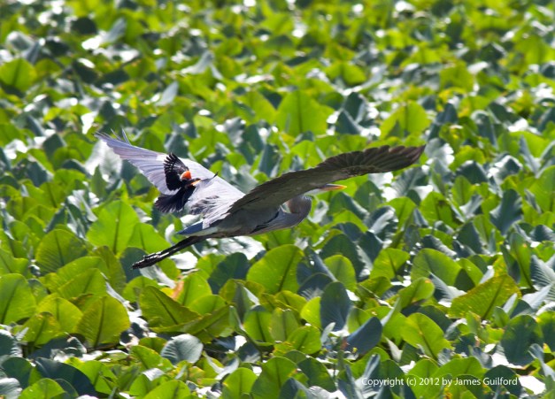 Photo: A Redwinged Blackbird strafing a Great Blue Heron. Photo by James Guilford.