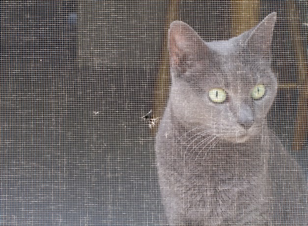 Photo: Tasha the cat looking through a screen. Photo by James Guilford.