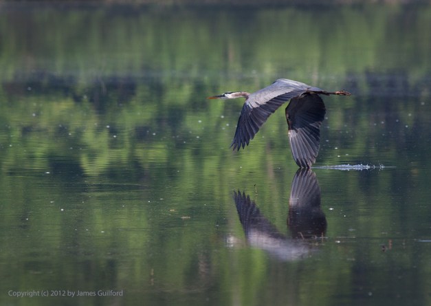 Wingtip Dip #8151 Photo: Great Blue Heron flies low over water. Photo by James Guilford.