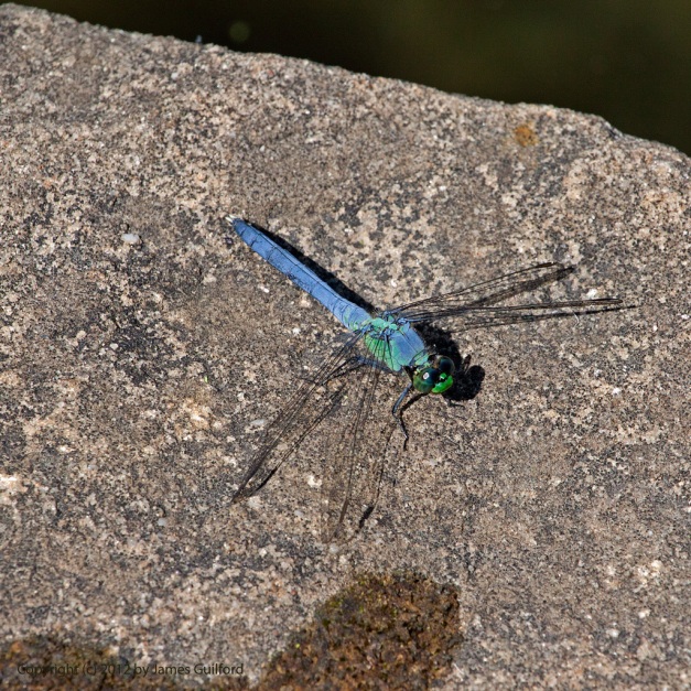 Photo: Adult dragonfly resting on a rock. Photo by James Guilford.