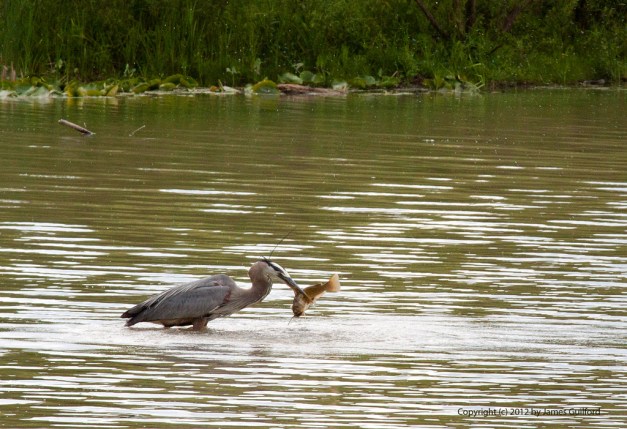 Photo: Great Blue Heron with fresh-caught fish in beak. Photo by James Guilford.