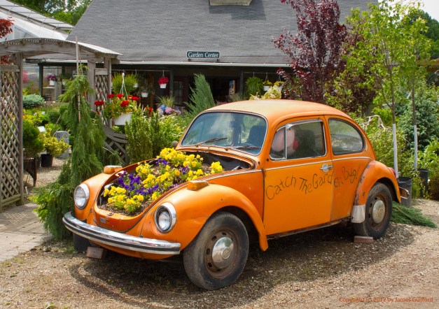 Photo: VW Beetle converted to flower bed. Photo by James Guilford.