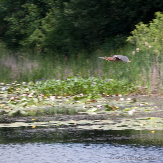 Photo: Motion-blurred shot of bird flying over water. Photo by James Guilford.