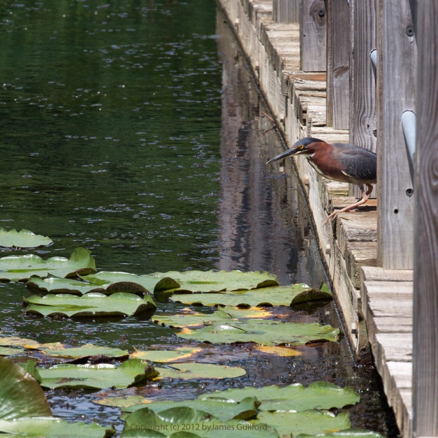 Photo: Green Heron peering from edge of boardwalk. Photo by James Guilford