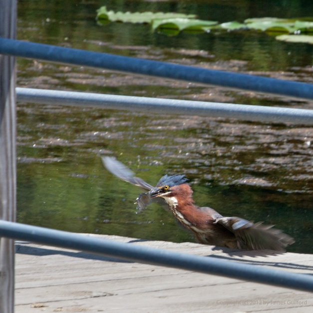 Photo: Green Heron with a fish it caught. Photo by James Guilford.