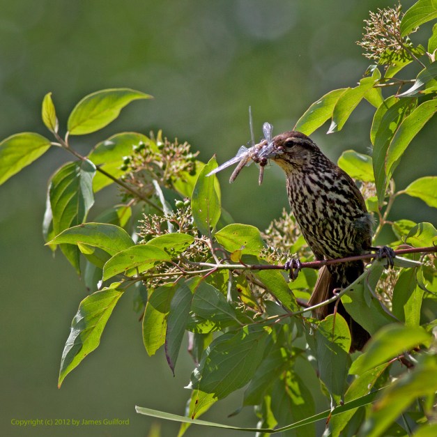 Photo: Red-winged Blackbird (female) with insects in beak. Photo by James Guilford.