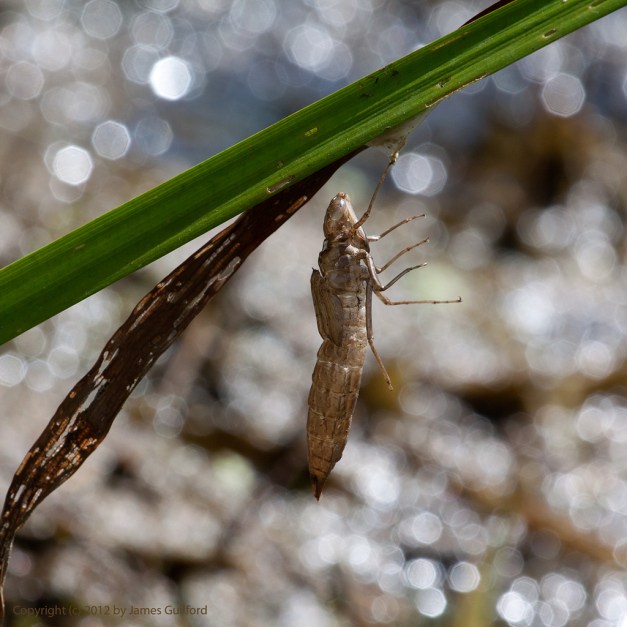 Photo: Dragonfly nymph husk hanging from a leaf. Photo by James Guilford.