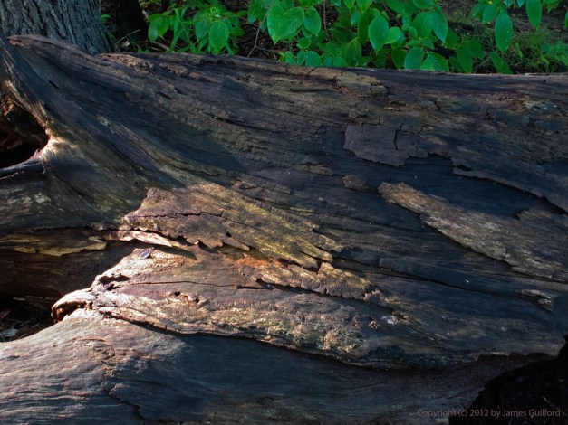 Old Fallen One #2282 Photo: Damp, rotting log in the woods. Photo by James Guilford.