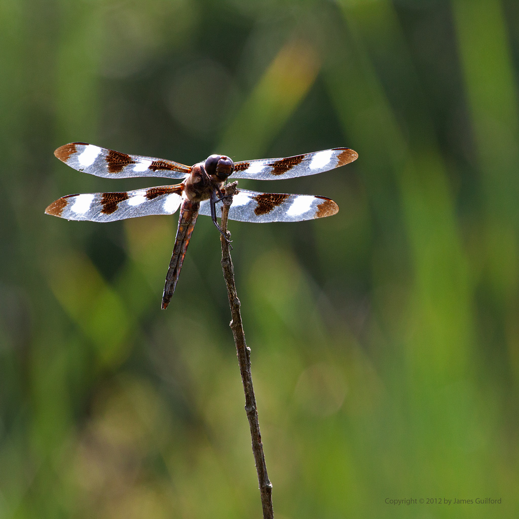 Photo: 12-Spotted Skimmer dragonfly. Photo by James Guilford.