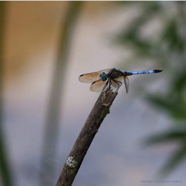 Photo: Dragonfly perched on twig with wetland background. Photo by James Guilford.
