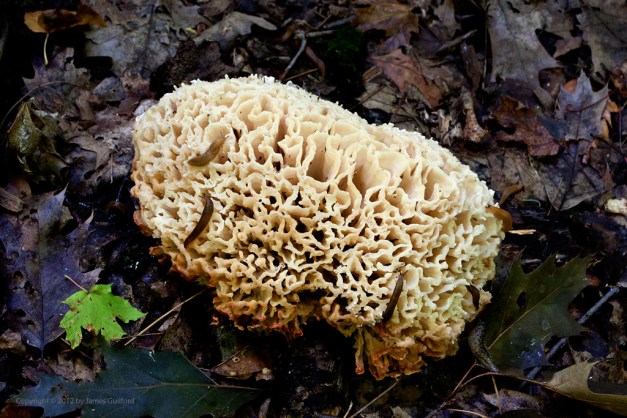 Photo: Brain-shaped fungus on forest floor. Photo by James Guilford.