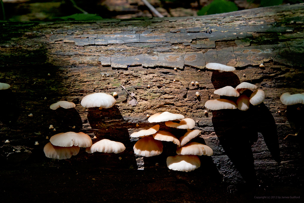 Photo: Fungi growing on the side of a log. Photo by James Guilford.