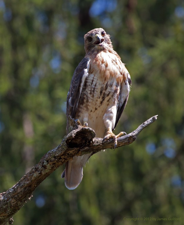 Photo: Hawk perched on a tree limb. Photo by James Guilford.