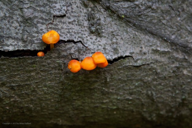 orange-schrooms_9762 Photo: Tiny orange-colored mushrooms sprout from the bark of a fallen tree branch. Photo by James Guilford.
